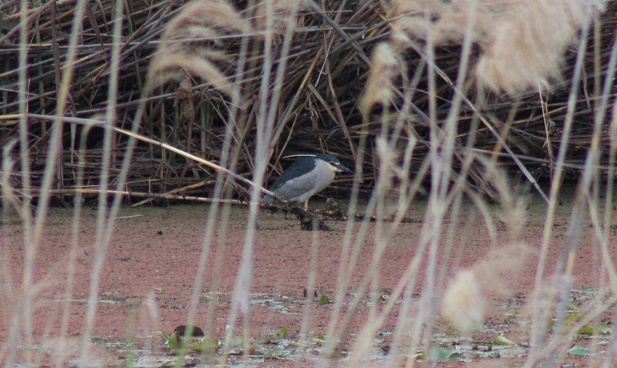 Black-crowned Night Heron - ML440525821