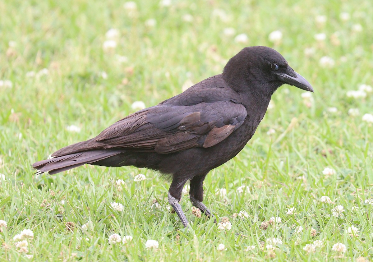 American Crow - ML440526861