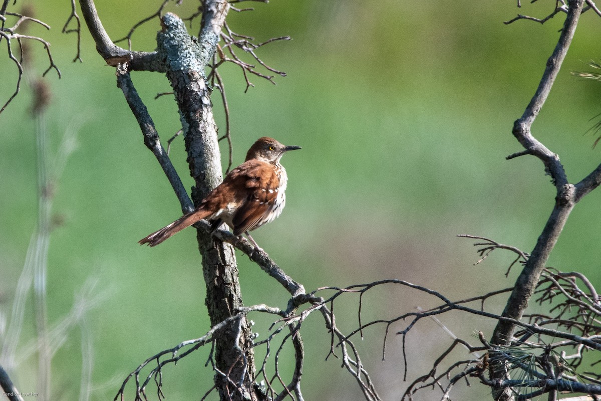 Brown Thrasher - ML440526931