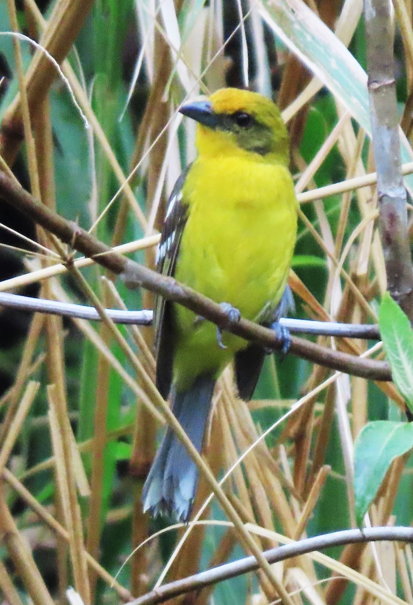 Flame-colored Tanager - ML440527471