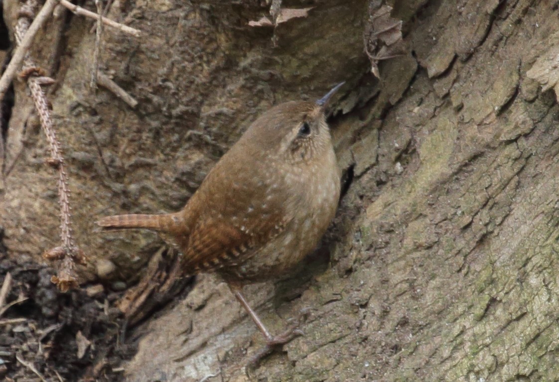 Winter Wren - ML440527491