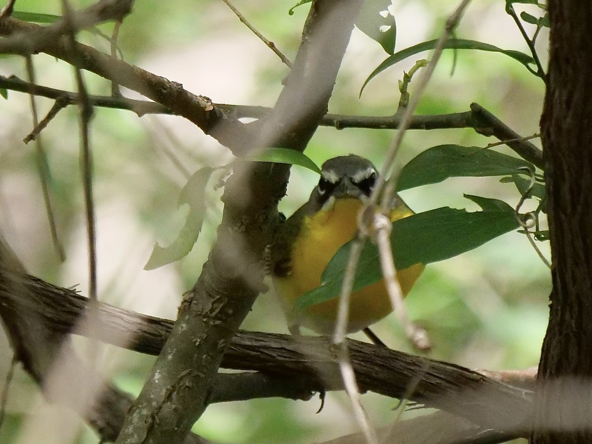 Yellow-breasted Chat - ML440528011