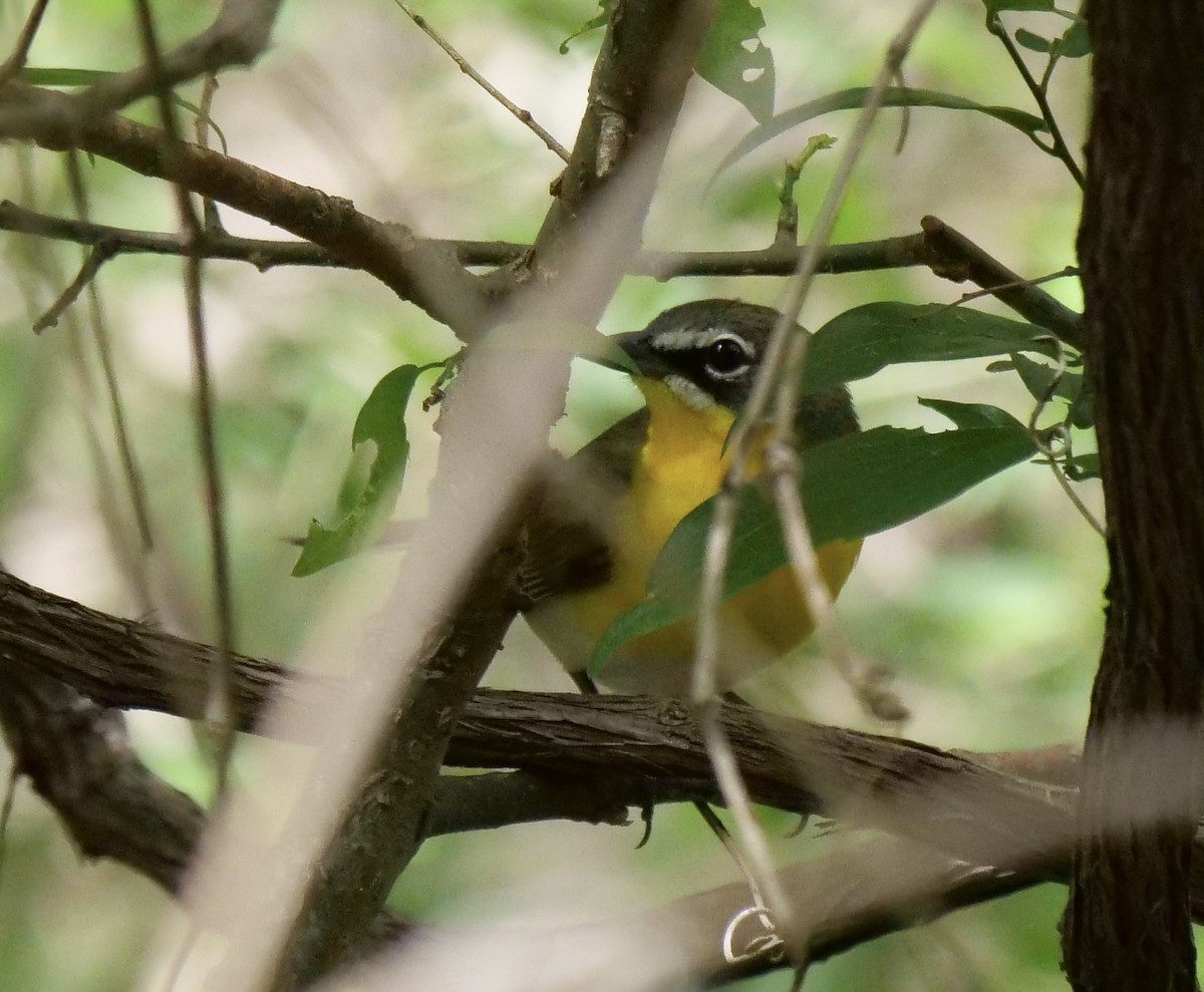 Yellow-breasted Chat - ML440528021
