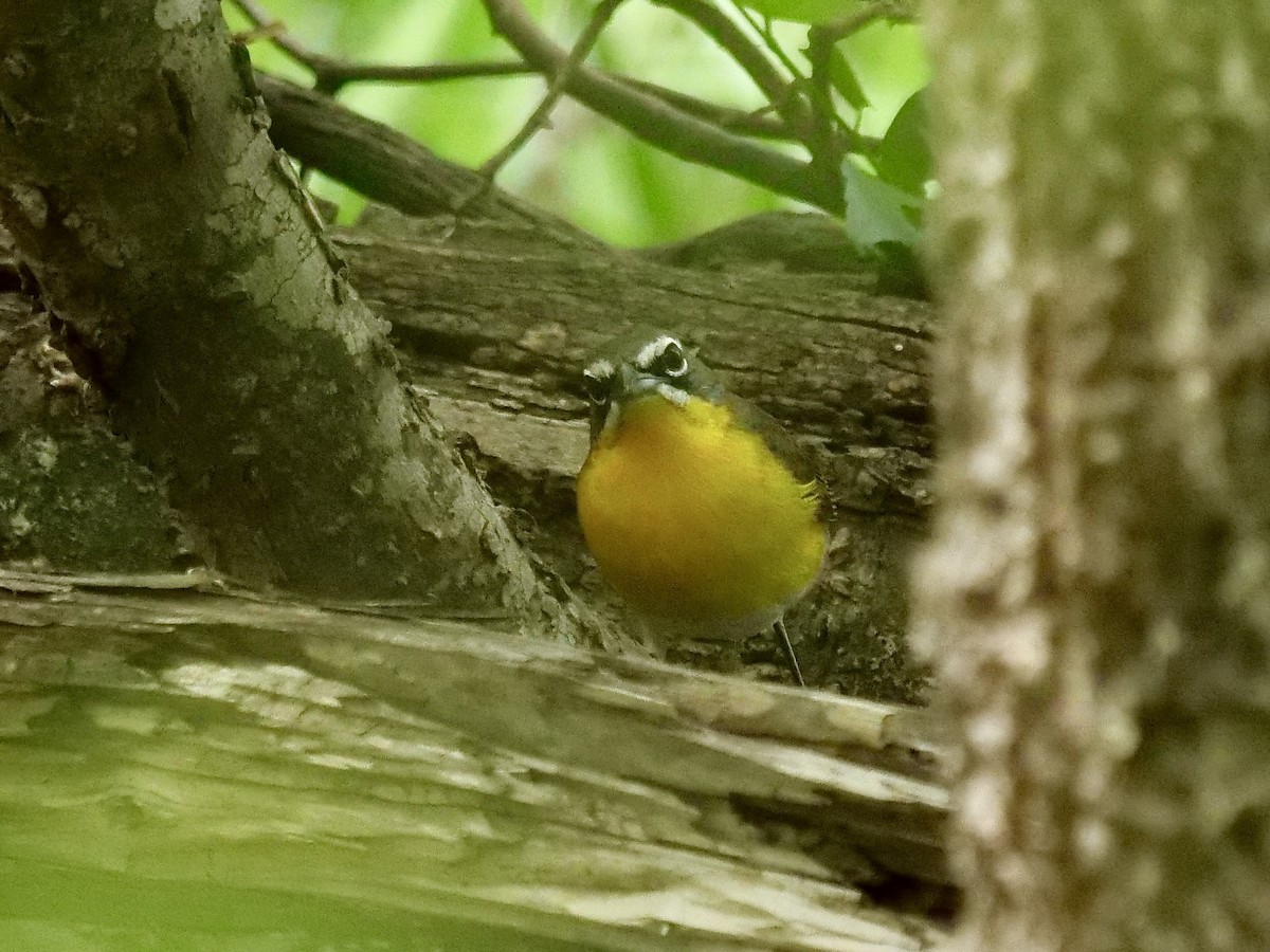 Yellow-breasted Chat - ML440528031