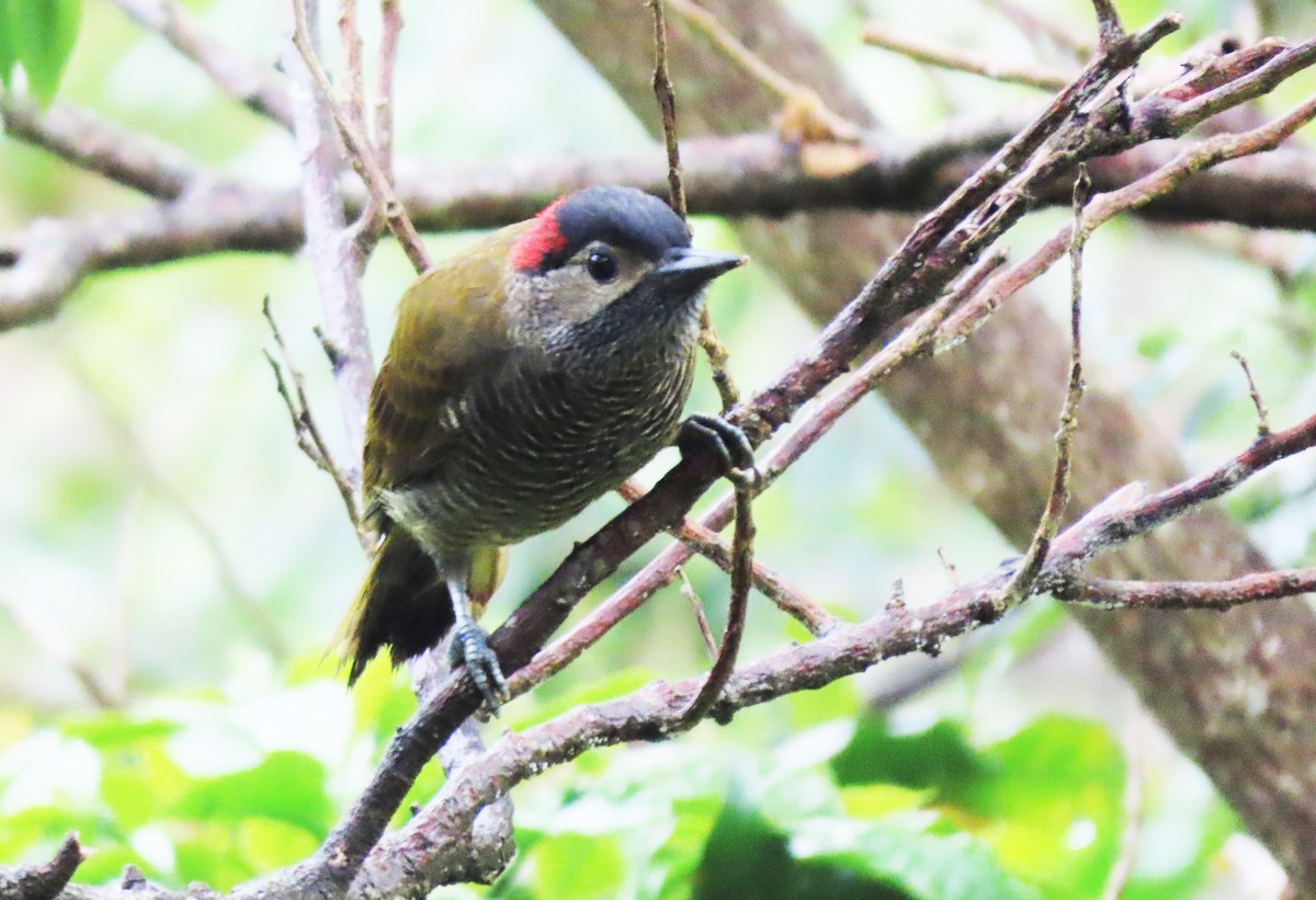 Carpintero Oliváceo - ML440528091