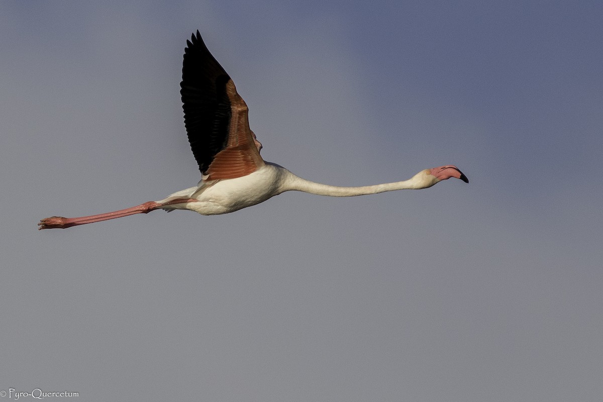 Greater Flamingo - ML440528341