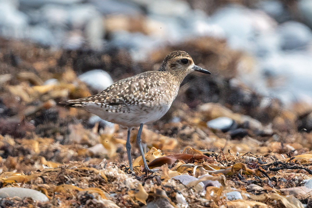 Pacific Golden-Plover - ML440529101