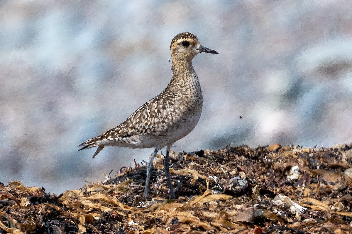 Pacific Golden-Plover - ML440529111