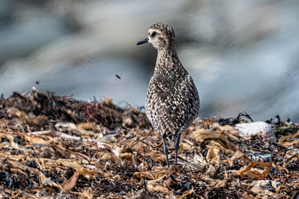 Pacific Golden-Plover - ML440529131