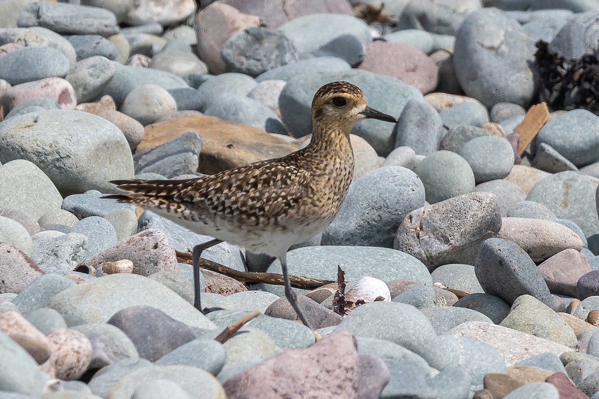 Pacific Golden-Plover - ML440529141