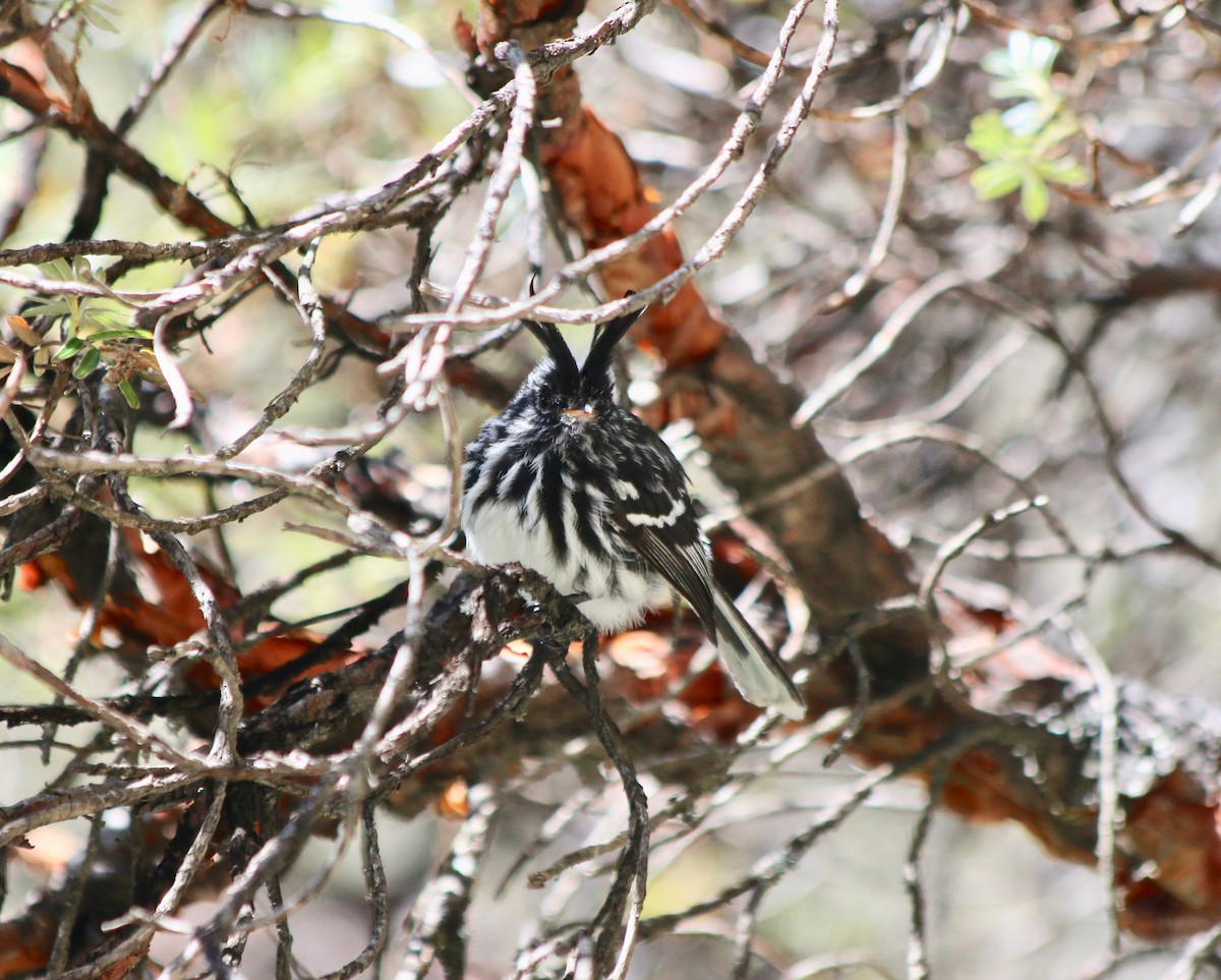 Black-crested Tit-Tyrant - ML440529891