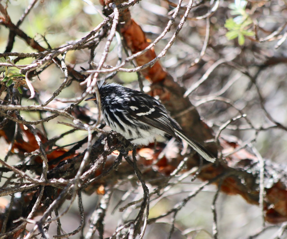 Black-crested Tit-Tyrant - ML440529911