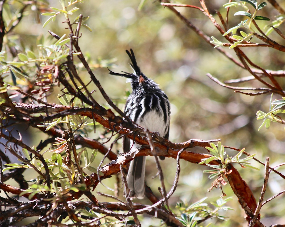 Black-crested Tit-Tyrant - ML440529921