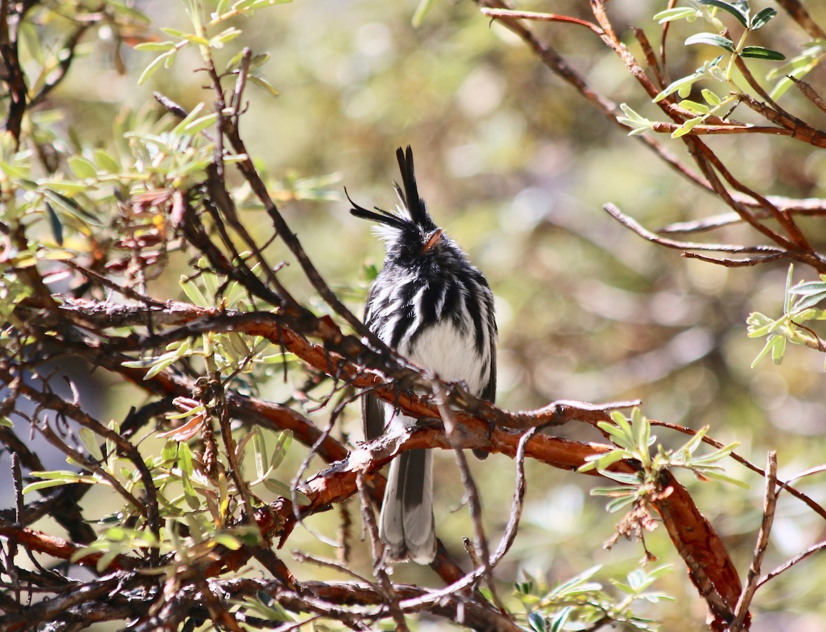 Black-crested Tit-Tyrant - ML440529941