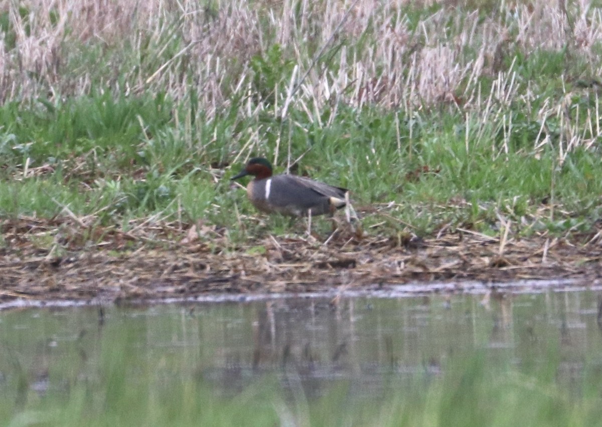 Green-winged Teal - ML440530591