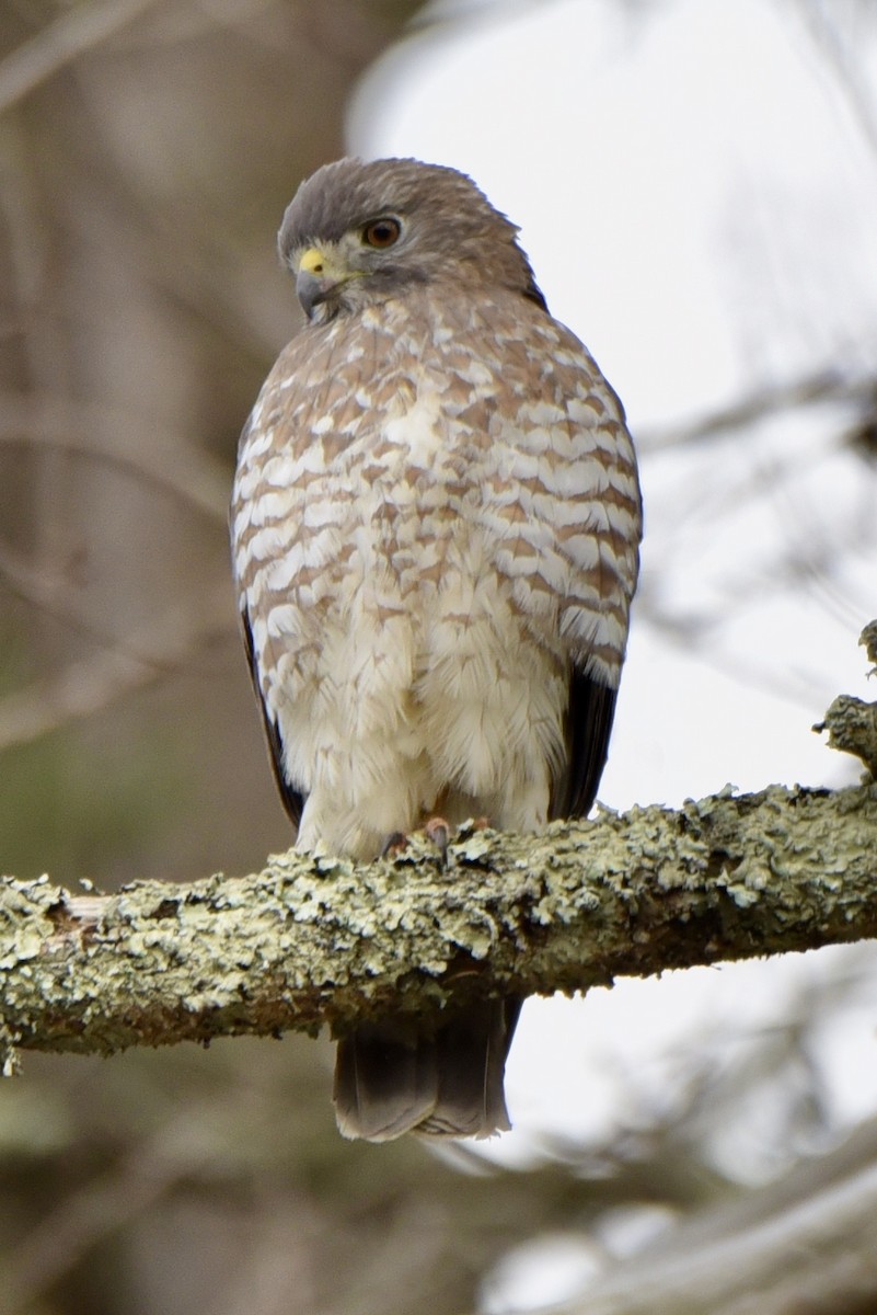 Broad-winged Hawk - ML440532131