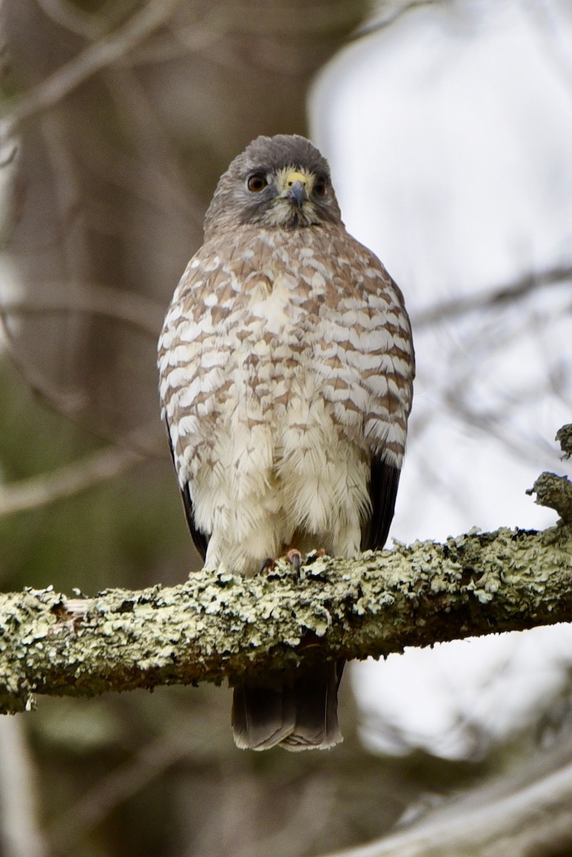 Broad-winged Hawk - ML440532141