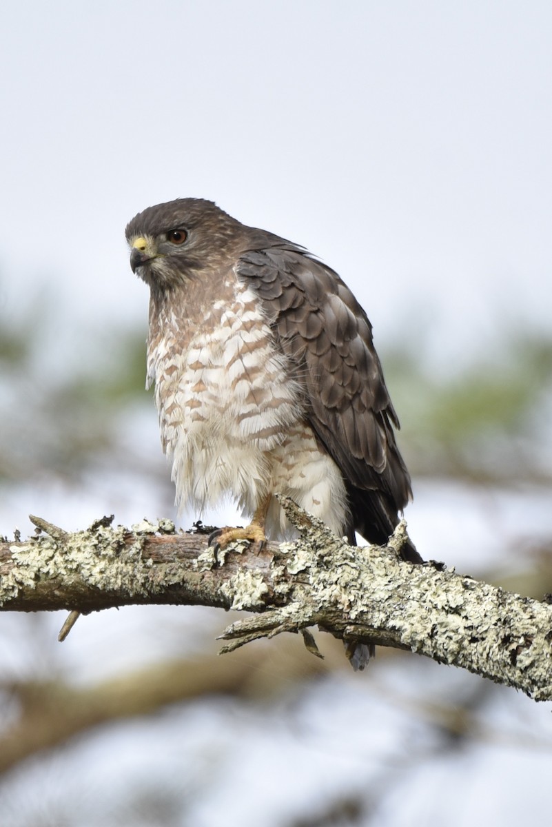 Broad-winged Hawk - ML440532151