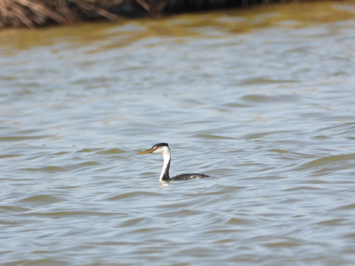 Clark's Grebe - ML440533021