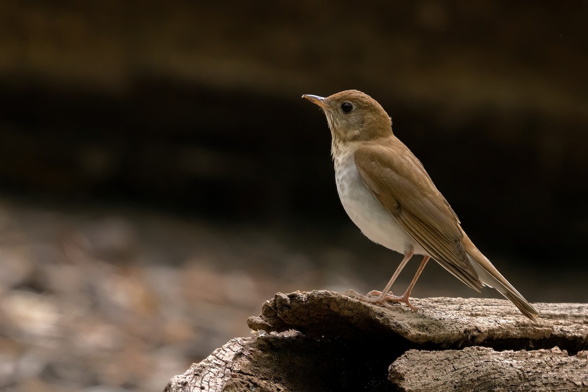 Veery - ML440534041