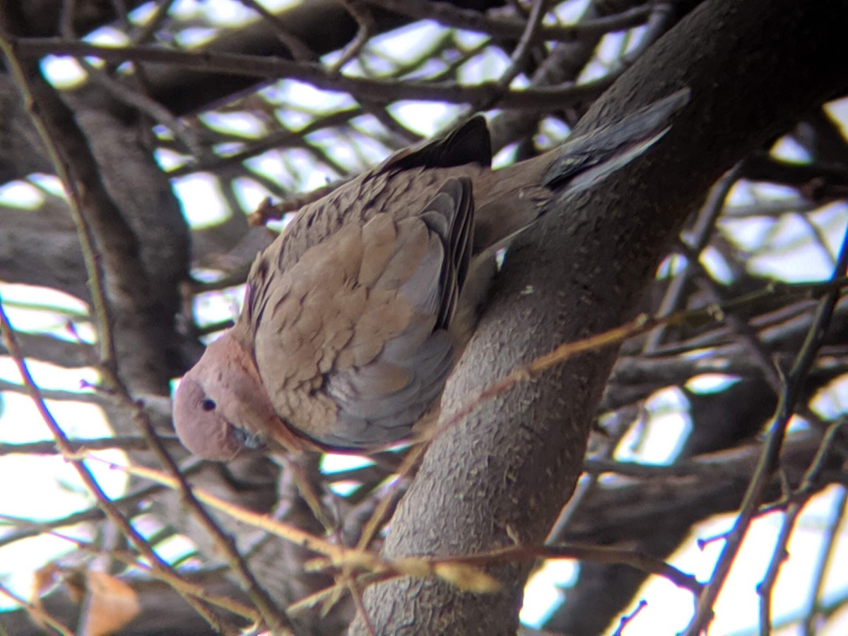 Laughing Dove - ML440534591