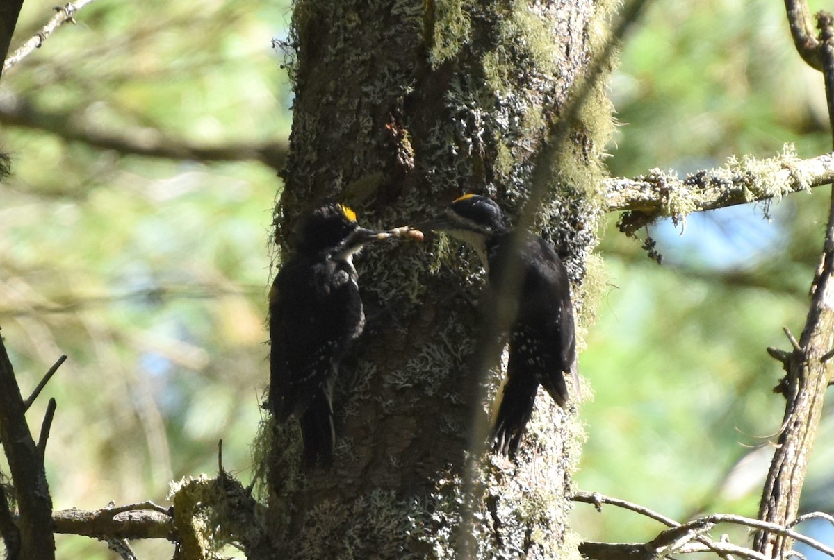 Black-backed Woodpecker - Dana Latour