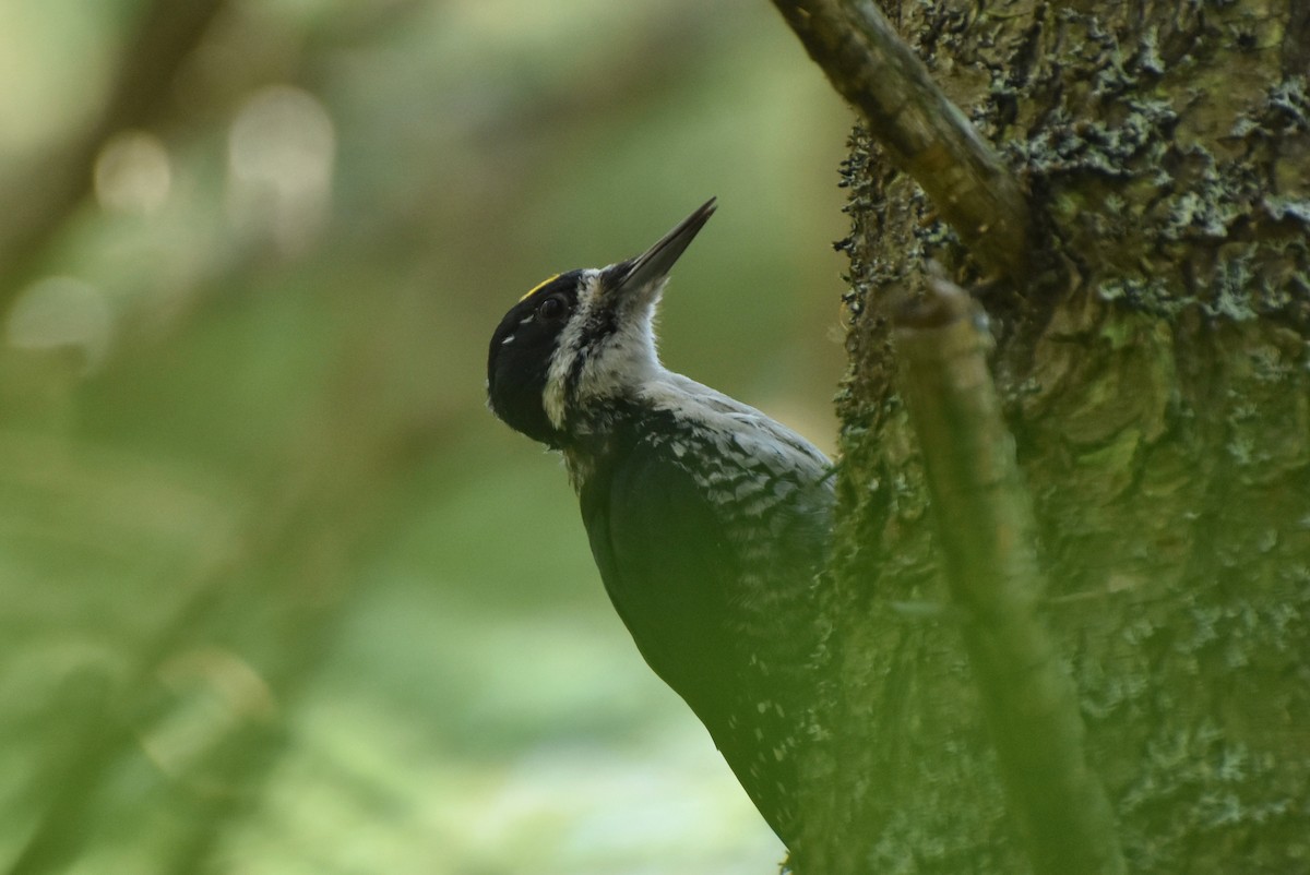 Black-backed Woodpecker - Dana Latour