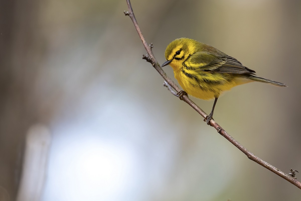 Prairie Warbler - ML440536781