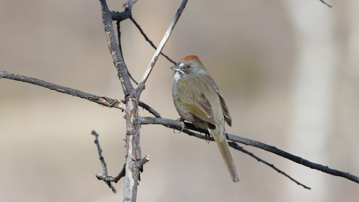 Green-tailed Towhee - ML440537171