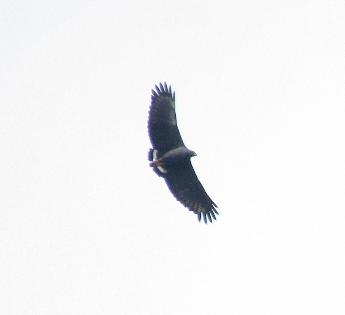 Águila Solitaria - ML440538241