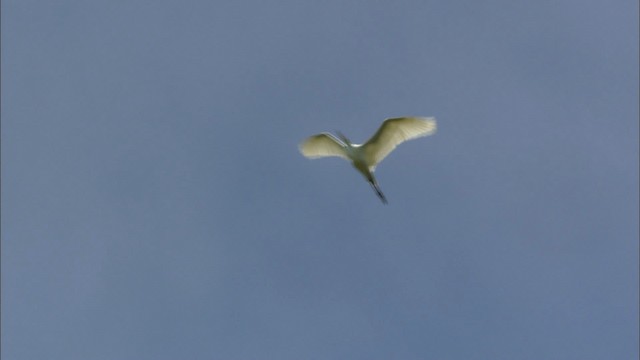 Great Egret (American) - ML440539