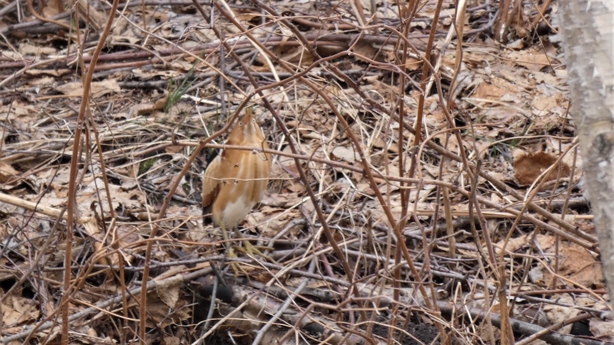 Least Bittern - ML440539991