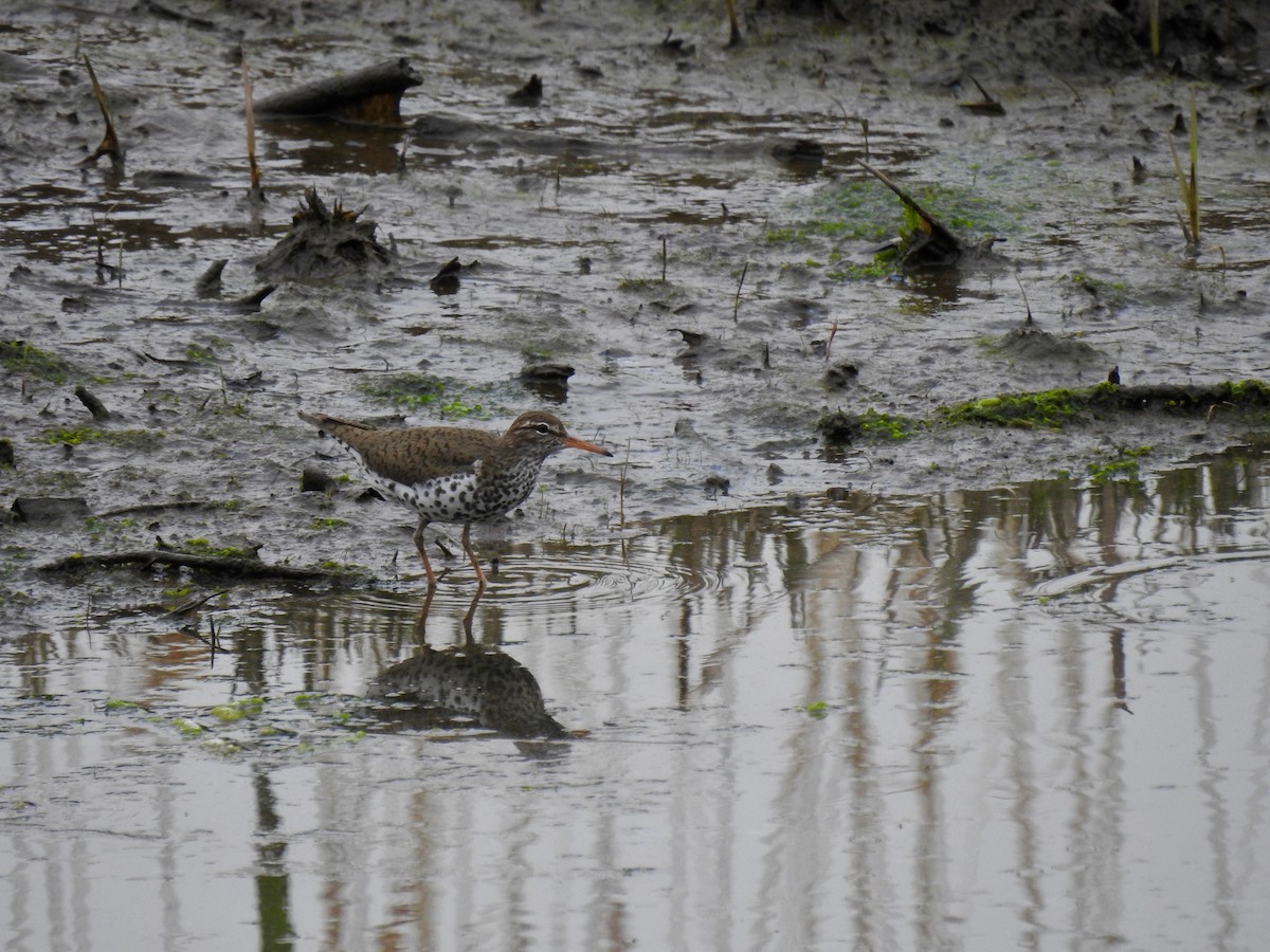 Spotted Sandpiper - ML440540191