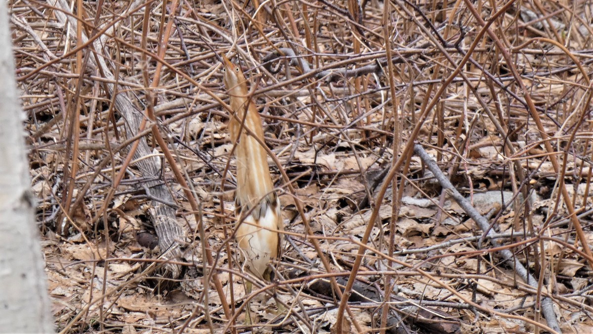 Least Bittern - ML440540231