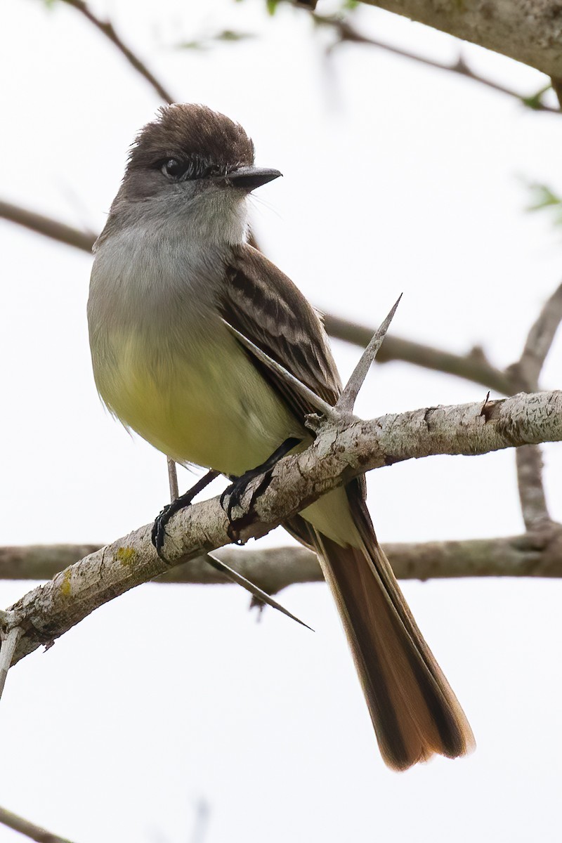 Stolid Flycatcher - ML440540731