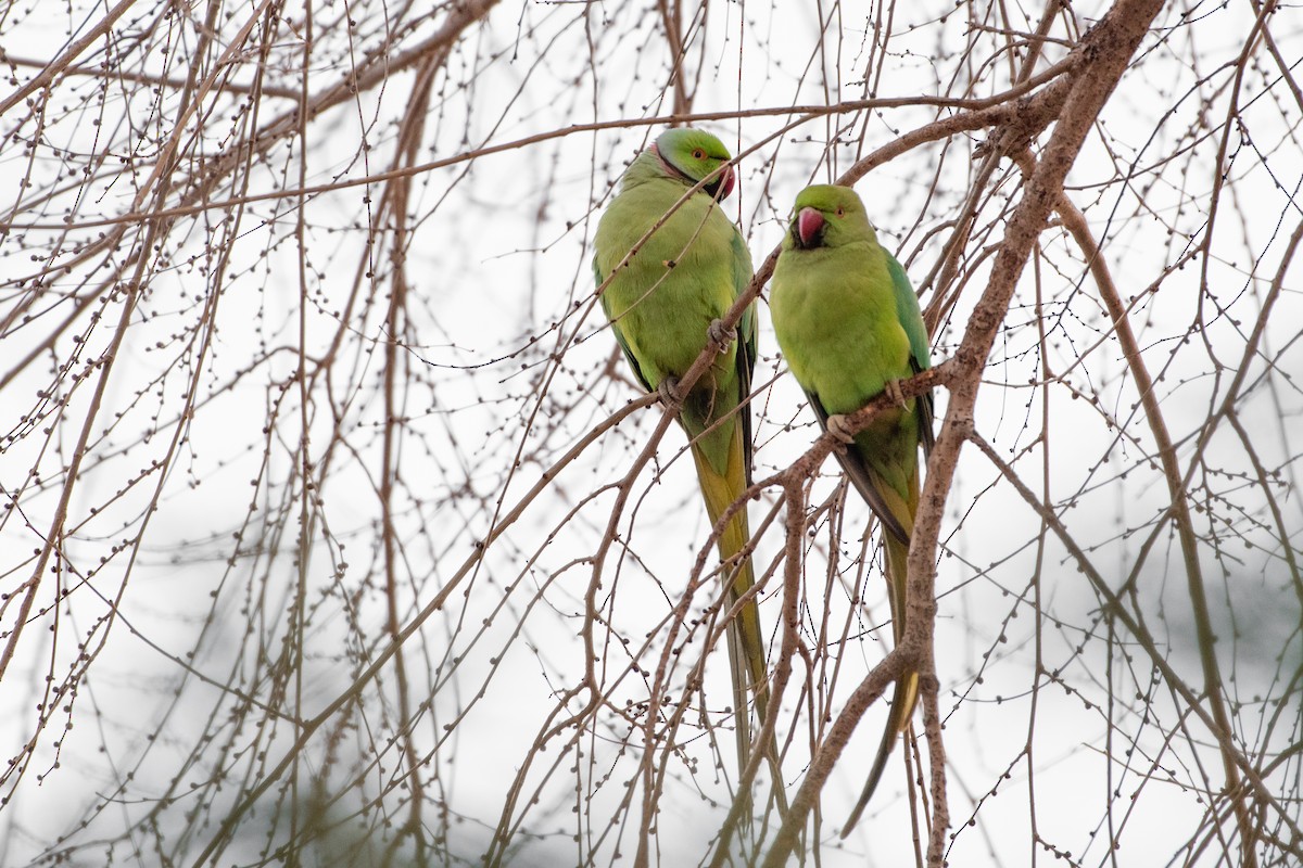 Rose-ringed Parakeet - ML440540911