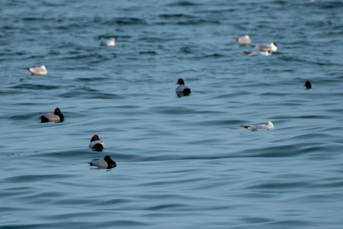 Common Pochard - ML440541231