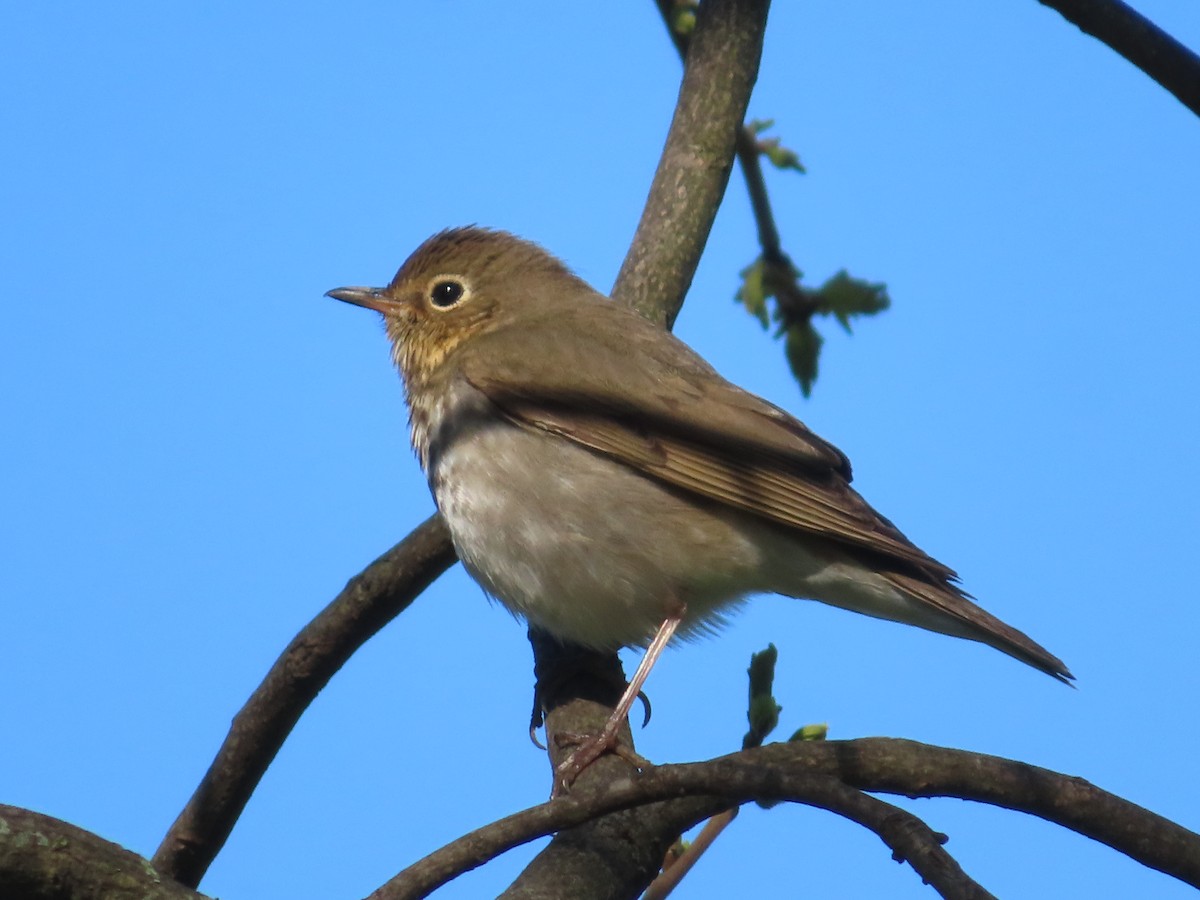 Swainson's Thrush - ML440542001