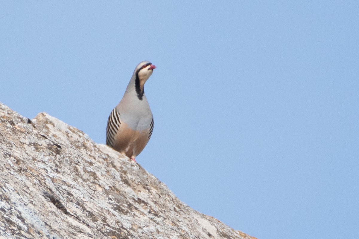 Chukar - ML440542111