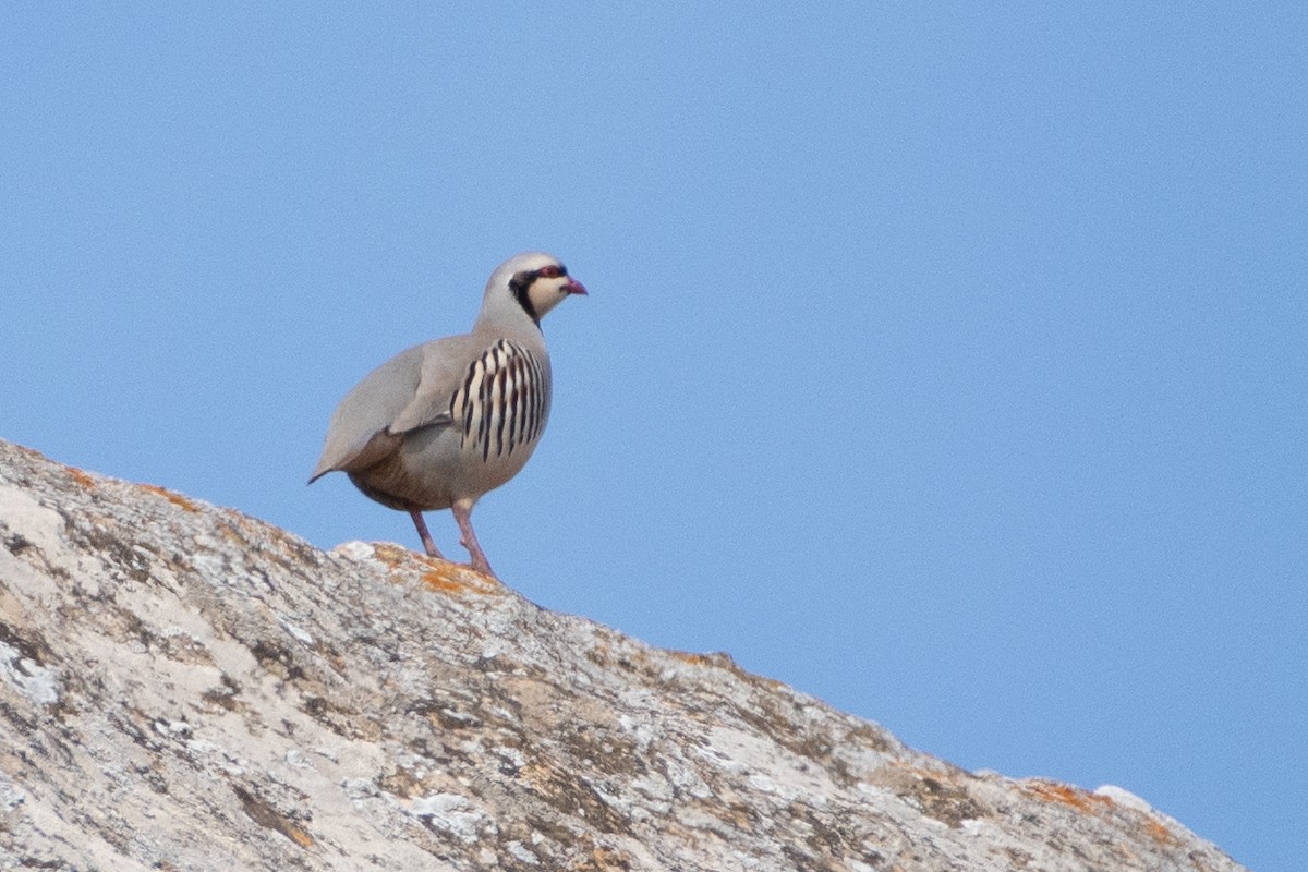 Chukar - ML440542131