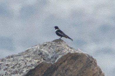 Ring Ouzel - ML440542291