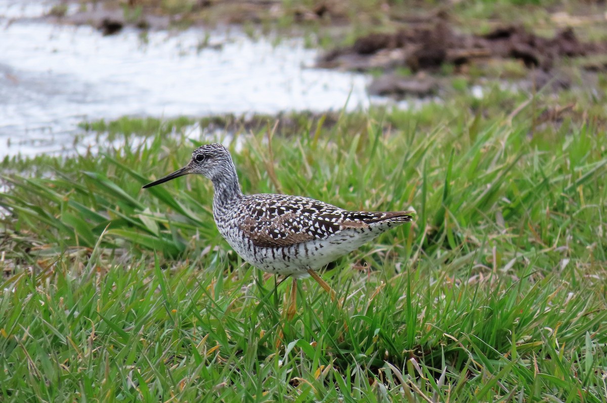 Greater Yellowlegs - ML440542361