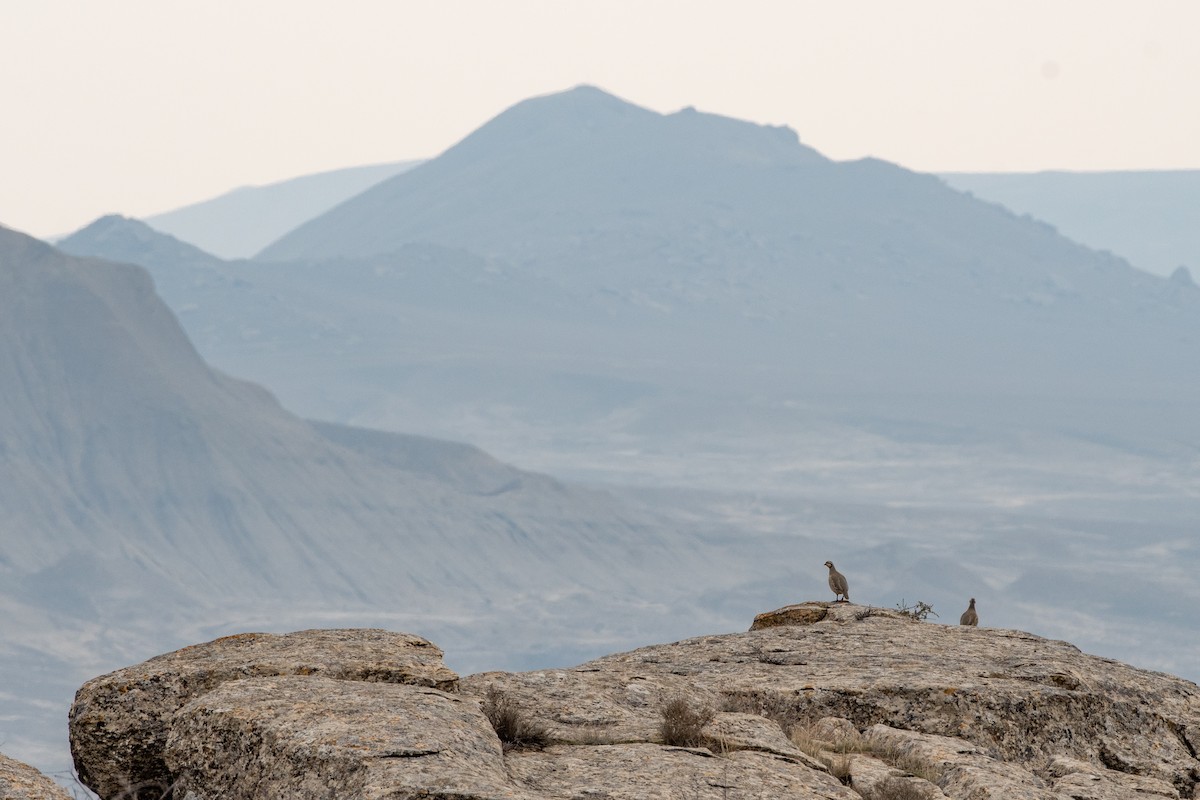 Chukar - ML440542831