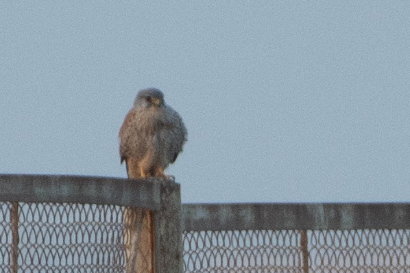 Eurasian Kestrel - ML440544061