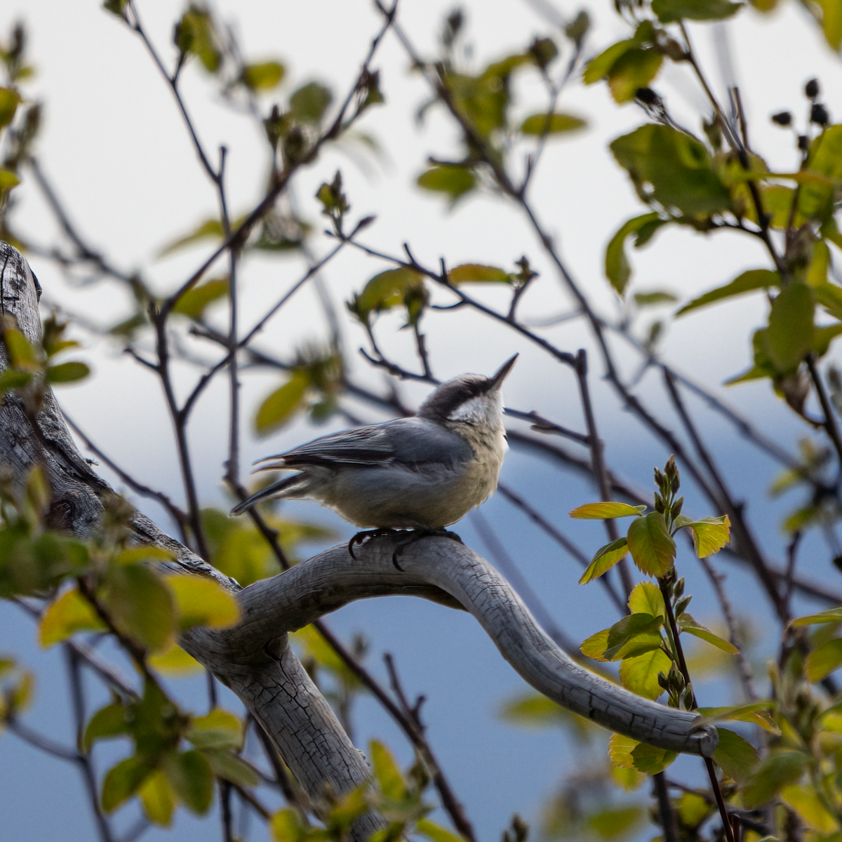 Pygmy Nuthatch - ML440547311