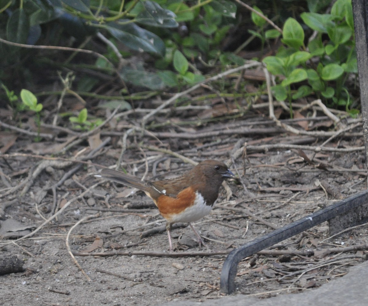 Eastern Towhee - ML440548251
