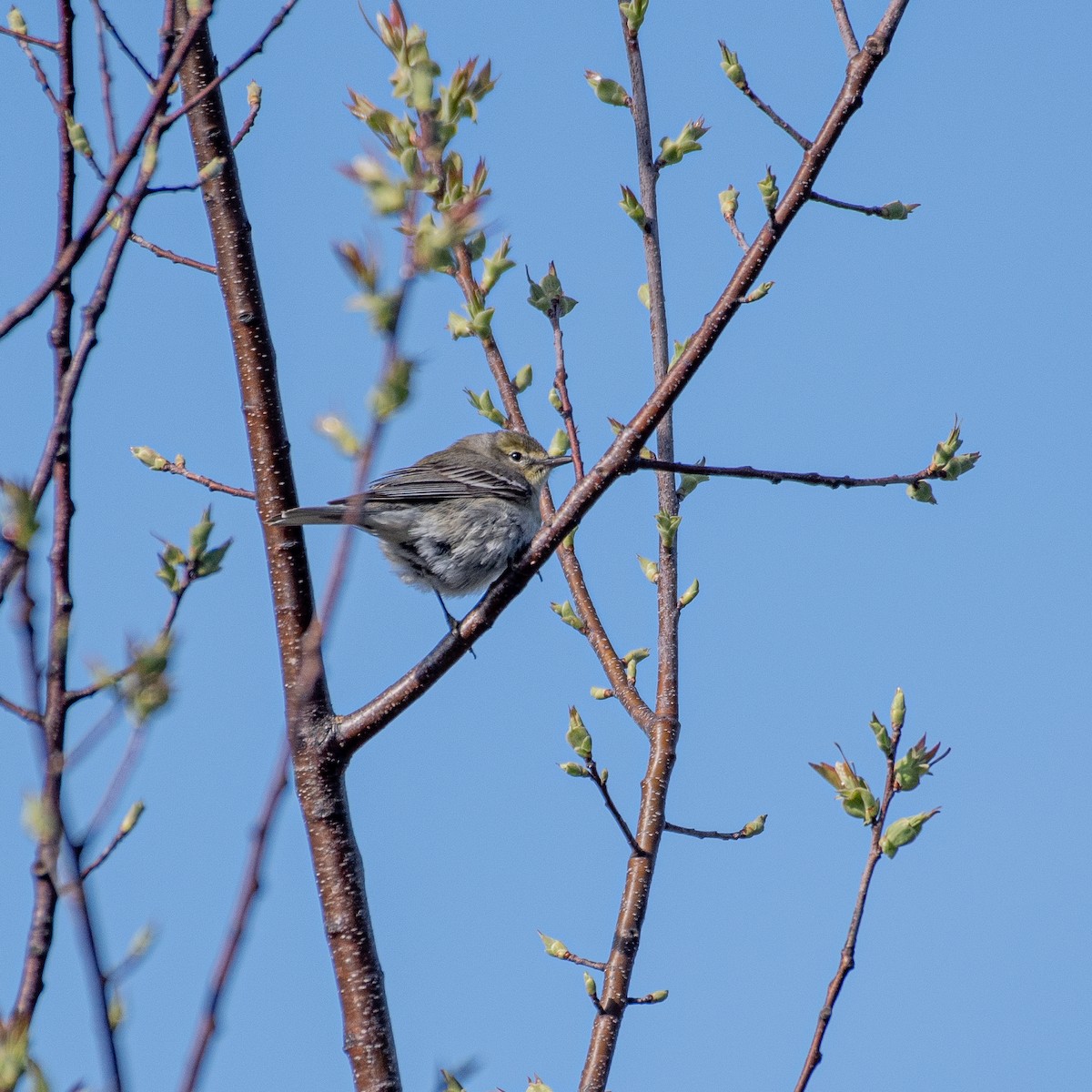 Paruline des pins - ML440548511