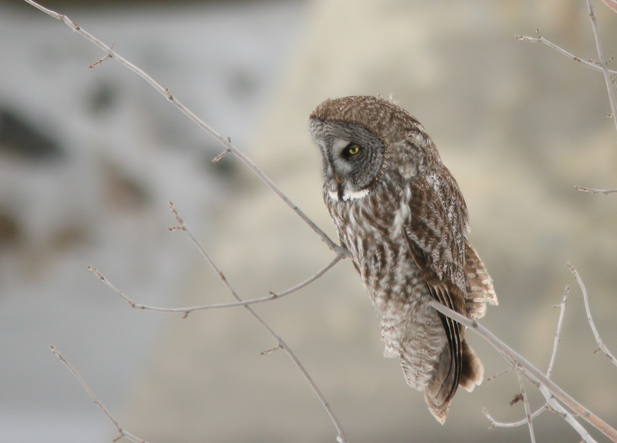 Great Gray Owl - ML440548841