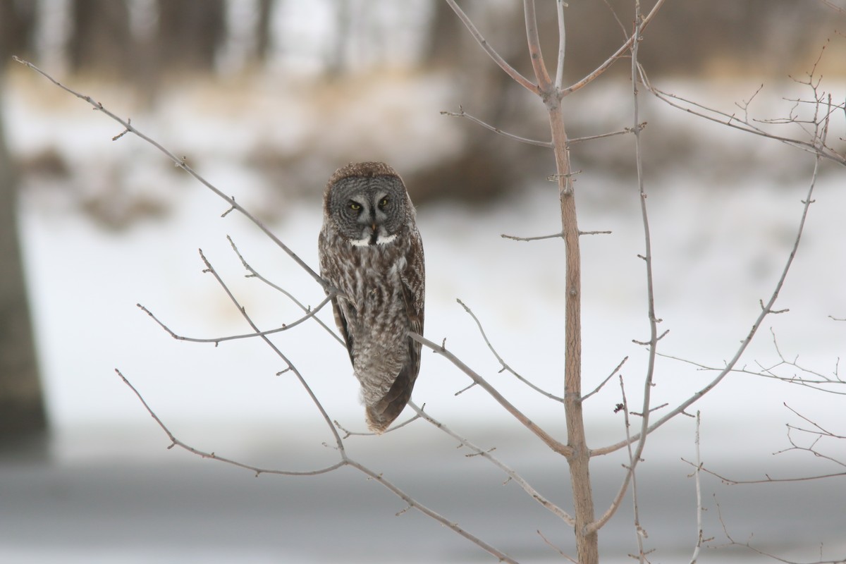 Great Gray Owl - ML440548871