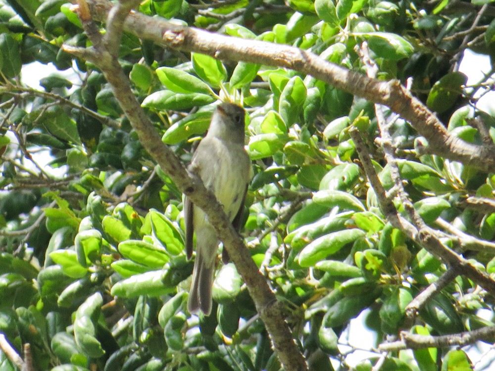 Hammond's Flycatcher - ML440549141